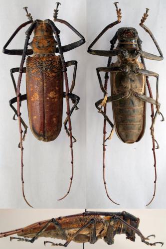 Batocera wyliei