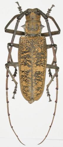 Batocera wyliei