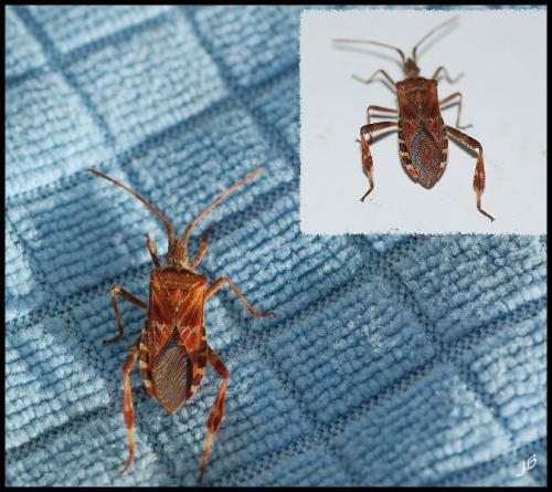 Réf. 96 494 : Leptoglossus occidentalis