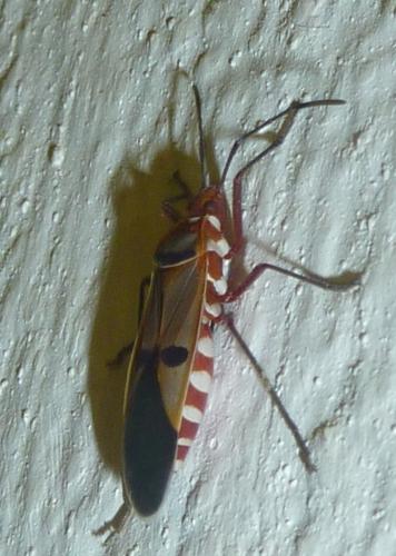 Dysdercus sp.