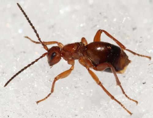 Réf. 96 743 : Biorhiza pallida