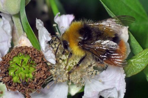 Bombus pratorum
