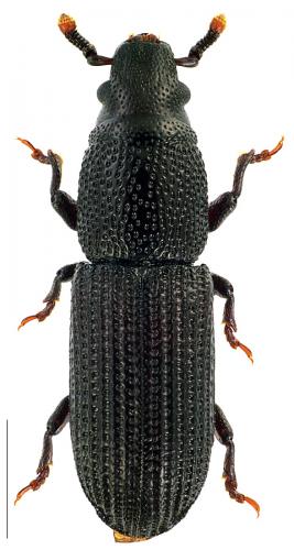Réf. 96 901 : Rhyncolus elongatus