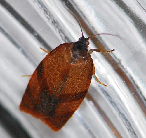 Cacoecimorpha pronubana