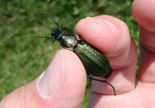 Carabus monilis