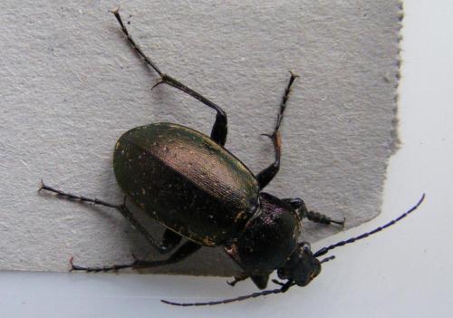Réf. 96 928 : Carabus nemoralis