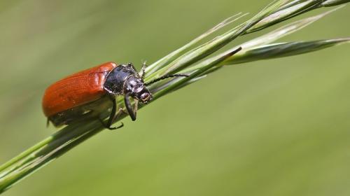 Omophlus sp.
