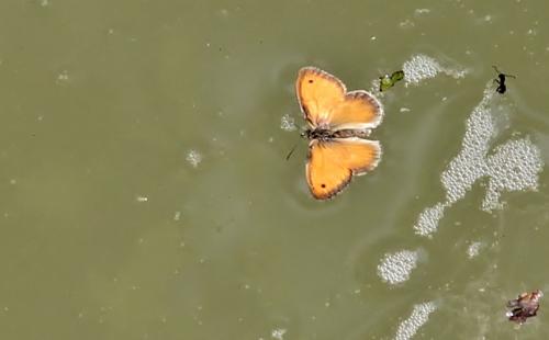 Réf. 96 577 : Coenonympha pamphilus