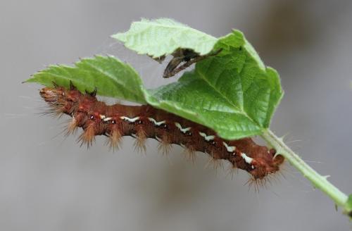 Acronicta rumicis