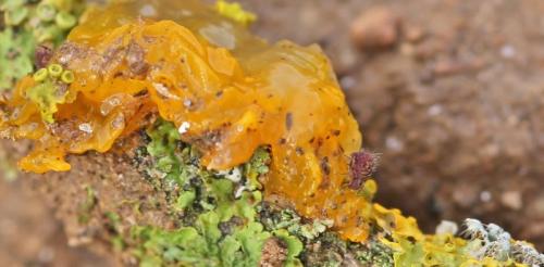 Dicyrtomina ornata