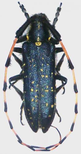 Agapanthia soror