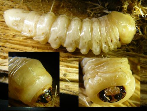 Réf. 96 835 : Aegosoma scabricorne