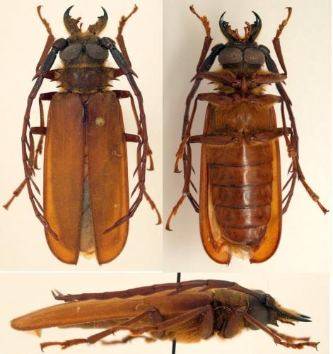 Réf. 96 467 : Ceratocentrus spinicornis