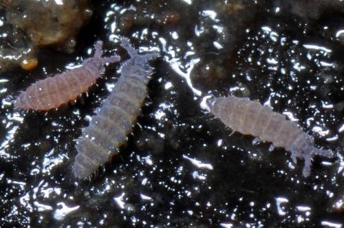 Réf. 96 548 : Ceratophysella sp.