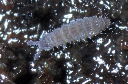 Ceratophysella sp.