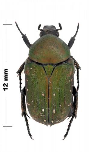 Paralleucosma glycyphanoides