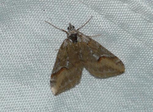 Chesias rufata
