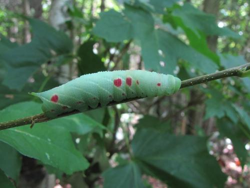 Paonias myops