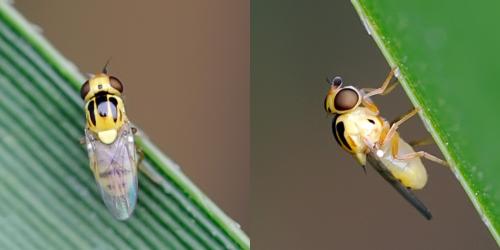 Réf. 96 528 : Thaumatomyia notata