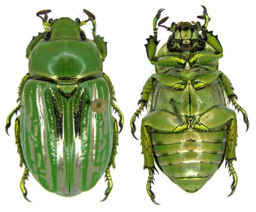 Chrysina gloriosa