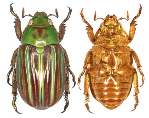 Chrysina quetzalcoatli