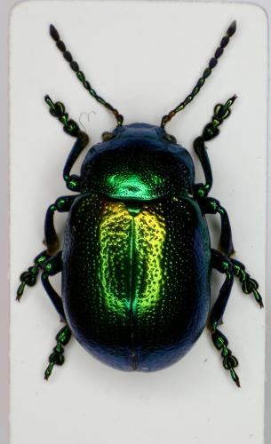 Chrysolina herbacea