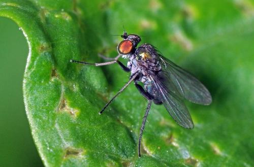Chrysotus sp.