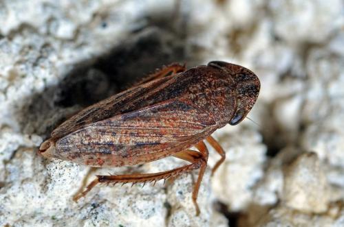 Aphrodes sp.