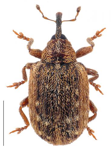 Cionellus gibbifrons
