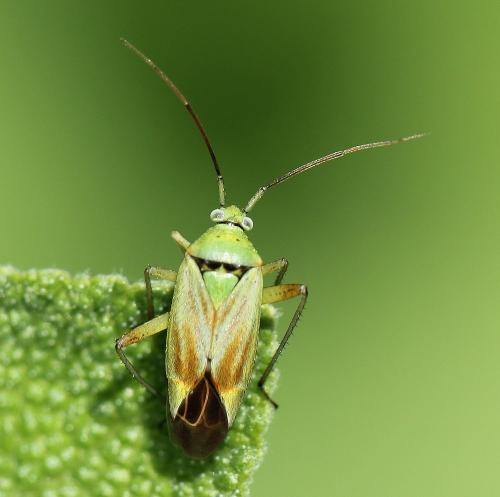 Closterotomus norwegicus