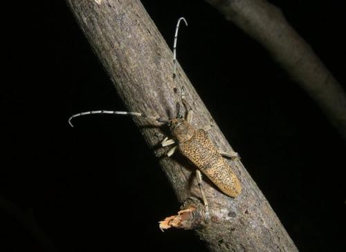 Réf. 96 215 : Saperda carcharias