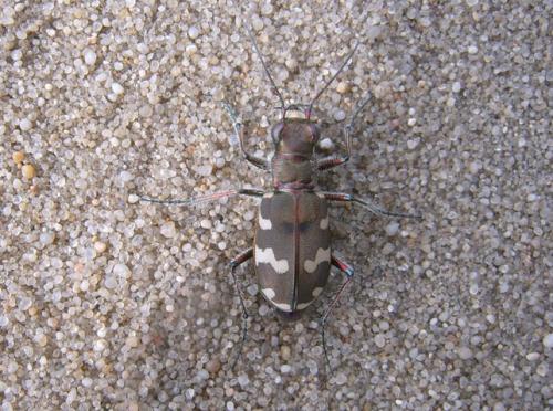 Cicindela hybrida