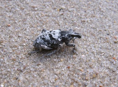 Coniocleonus turbatus