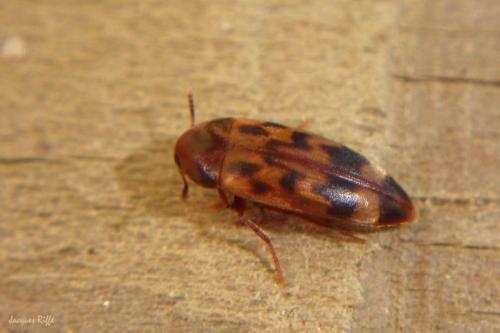 Réf. 96 878 : Orchesia undulata