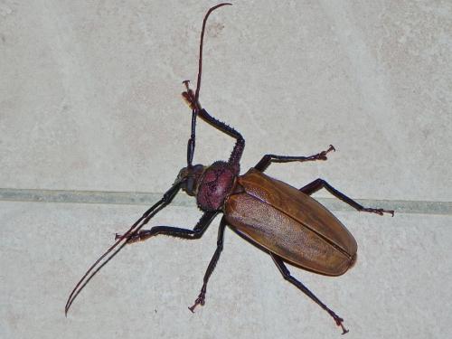 Agrianome fairmairei