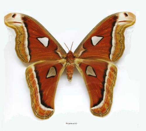Réf. 96 098 : Attacus sp.