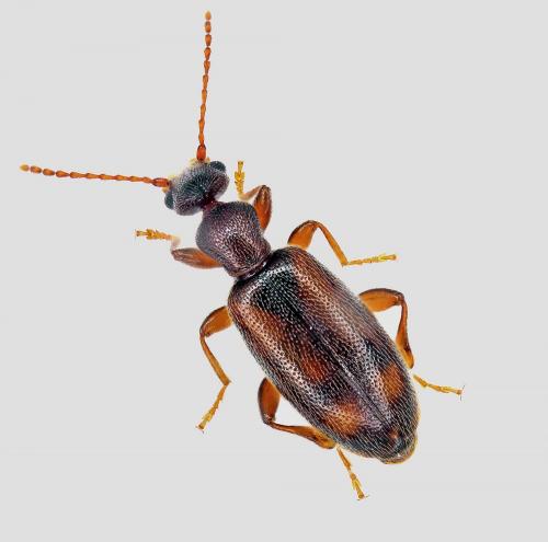 Réf. 96 911 : Cordicomus instabilis