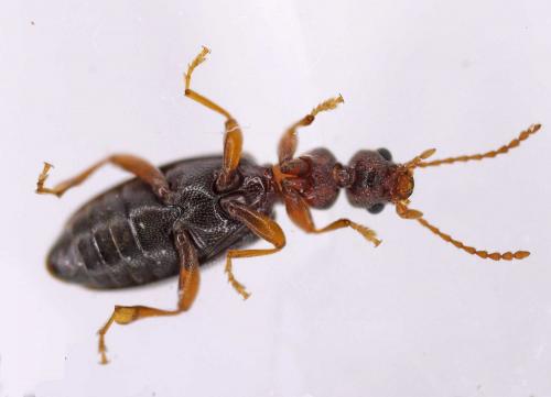 Réf. 96 912 : Cordicomus instabilis