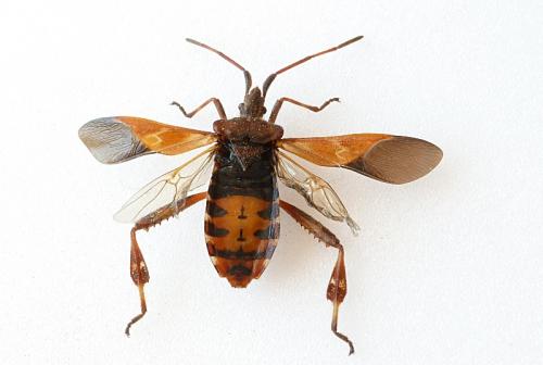 Leptoglossus occidentalis