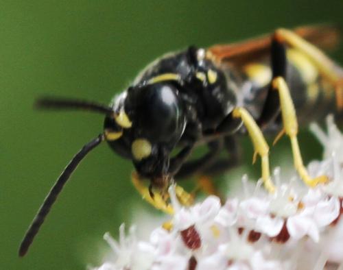 Gorytes quinquecinctus