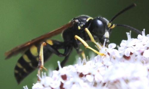 Gorytes quinquecinctus