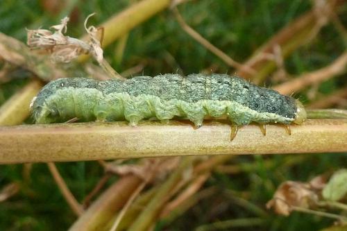 Mamestra brassicae