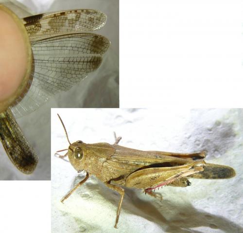 Aiolopus strepens