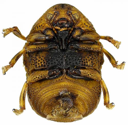 Réf. 96 085 : Fulcidacini inconnu