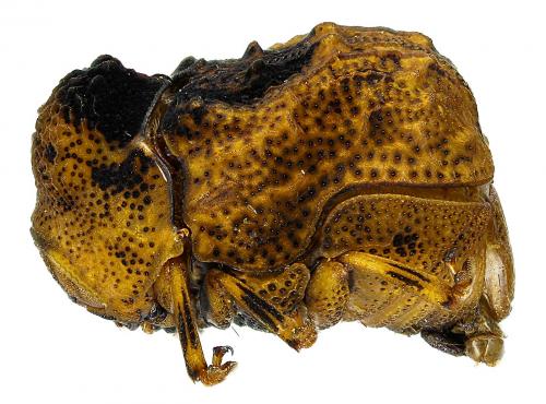 Réf. 96 083 : Fulcidacini inconnu