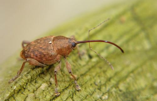 Réf. 96 461 : Curculio glandium