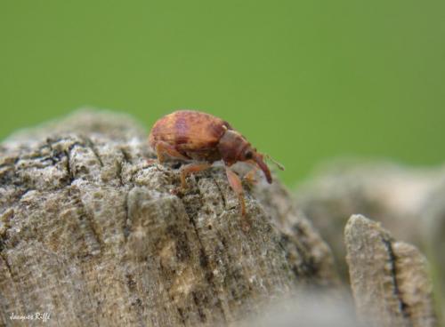 Réf. 96 462 : Anthonomus sp.