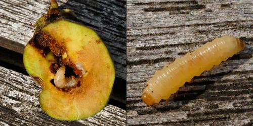 Hoplocampa testudinea