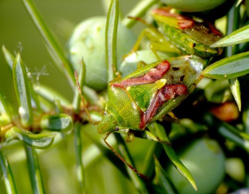 Cyphostethus tristriatus