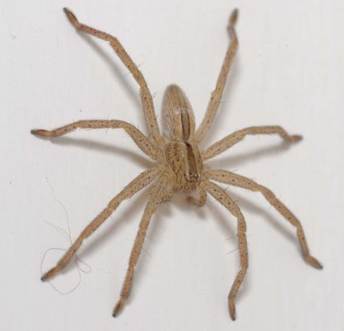 Micrommata ligurina